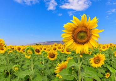 Ayçiçeği Yetiştiriciliği