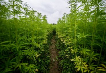 Kenevir Yetiştiriciliği..