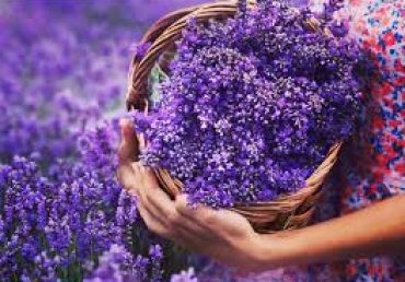 Lavanta Yetiştiriciliği