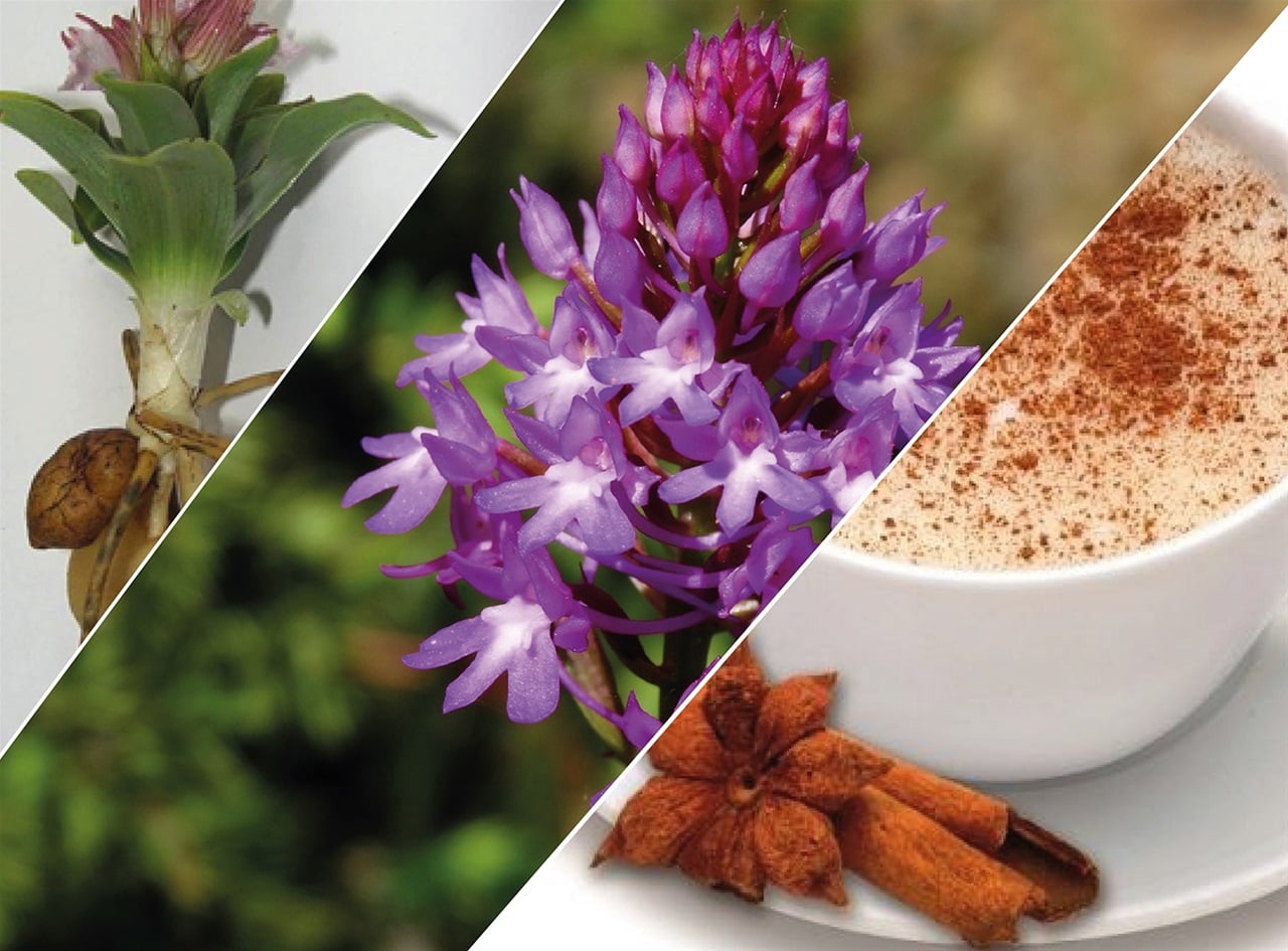 salep-header.jpg